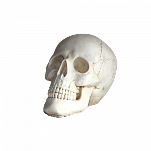 Statue Tête de Mort en Pierre – Décoration Intérieur et Extérieur